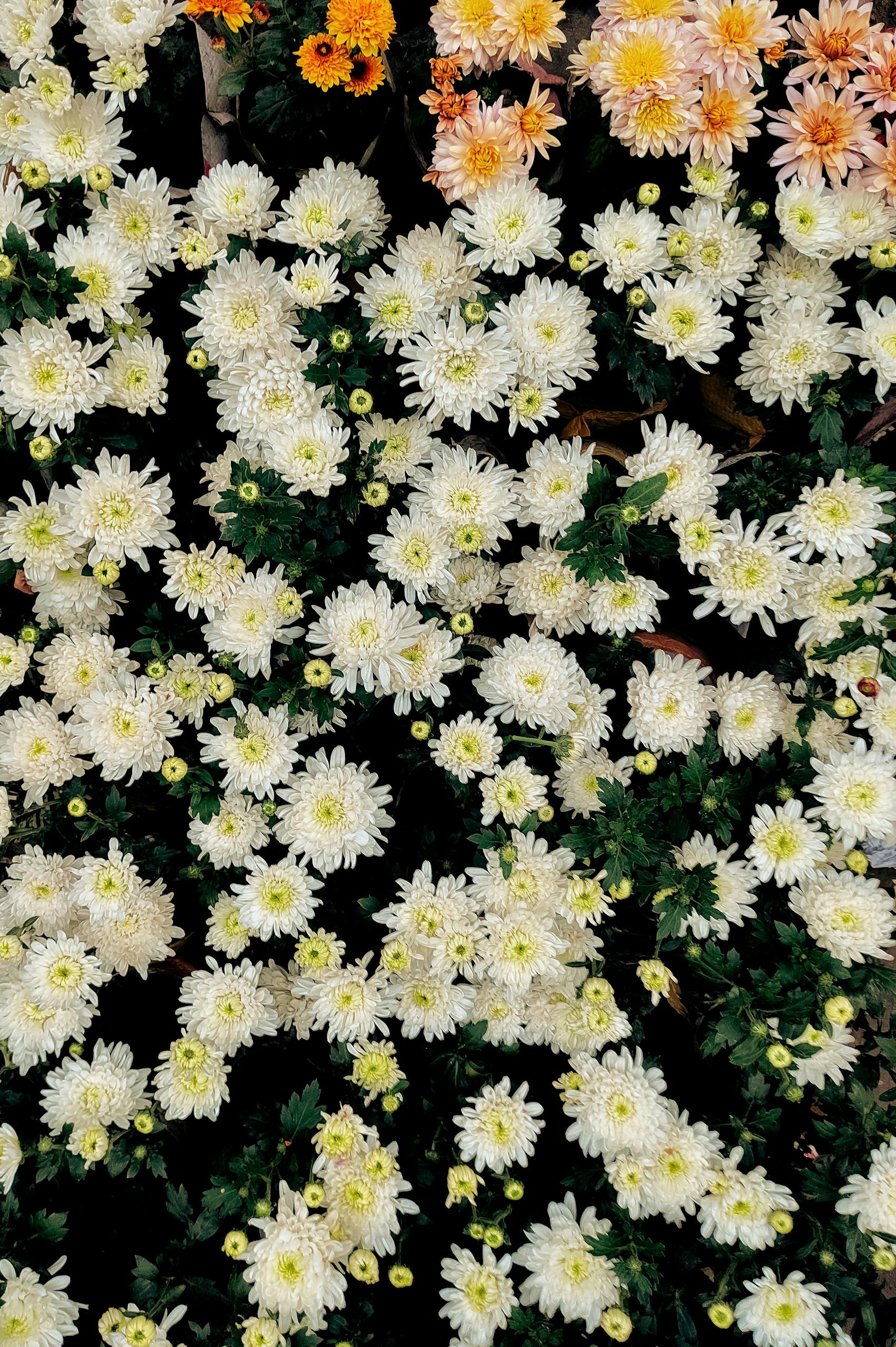 A vibrant display of blooming chrysanthemums showcasing white and yellow flowers.